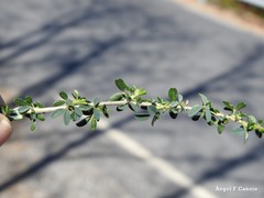 Adenocarpus telonensis