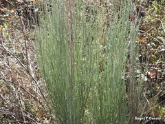 Cytisus multiflorus