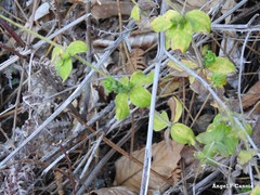 Galium rotundifolium