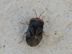 Geocoris erythrocephalus