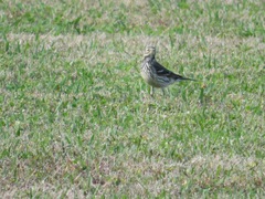 Anthus rubescens japonicus