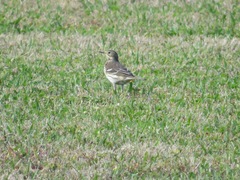 Anthus rubescens japonicus