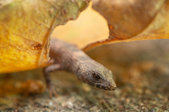 Tropidophorus sinicus