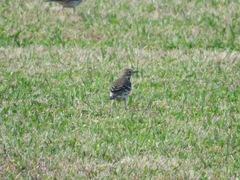 Anthus rubescens japonicus