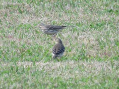 Anthus rubescens japonicus
