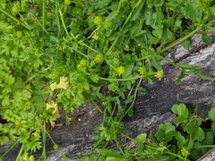 Ranunculus sessiliflorus