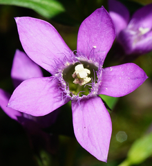 Gentianella aspera
