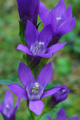 Gentianella aspera