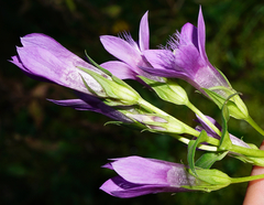 Gentianella aspera