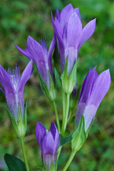 Gentianella aspera