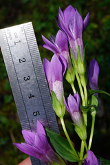 Gentianella aspera