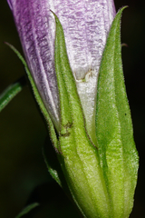Gentianella aspera