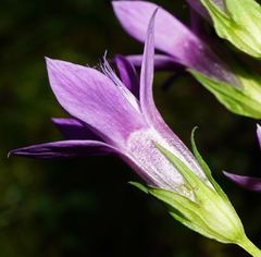 Gentianella aspera