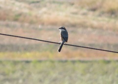 Lanius bucephalus