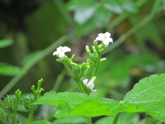 Cnidoscolus aconitifolius