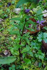 Gentianella aspera