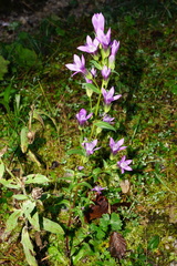 Gentianella aspera