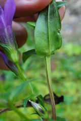 Gentianella aspera