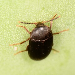 Eustrophopsis
