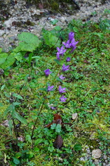 Gentianella aspera