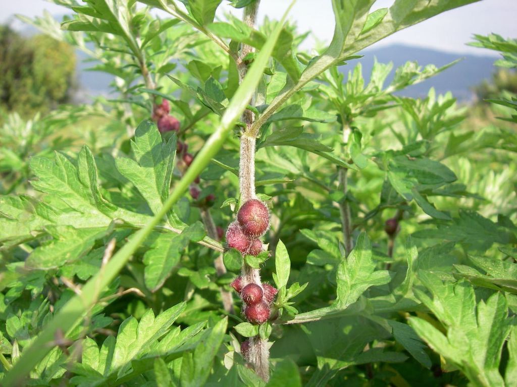 Rhopalomyia struma