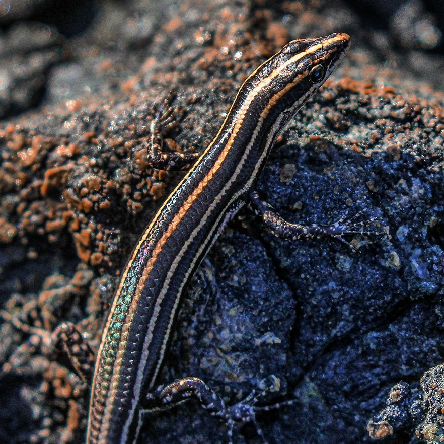 Schlegel's Snake-Eyed Skink