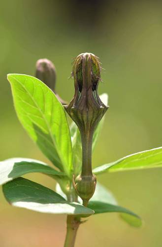 Ceropegia wallichii