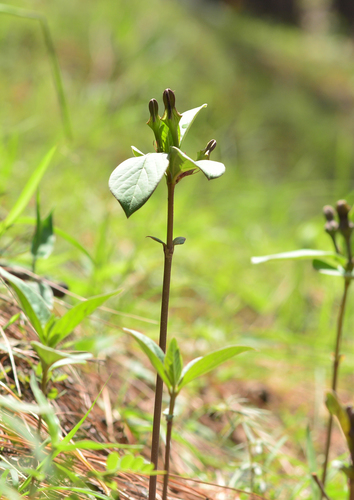 Ceropegia wallichii