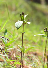 Ceropegia wallichii