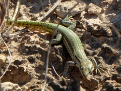 Podarcis hispanicus