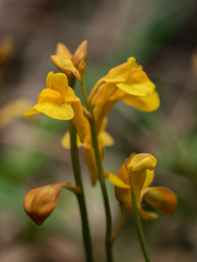 Branched bladderwort (Utricularia bifida)