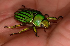 Chrysina gloriosa