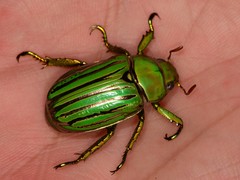 Chrysina gloriosa
