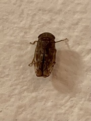 Cicadellidae