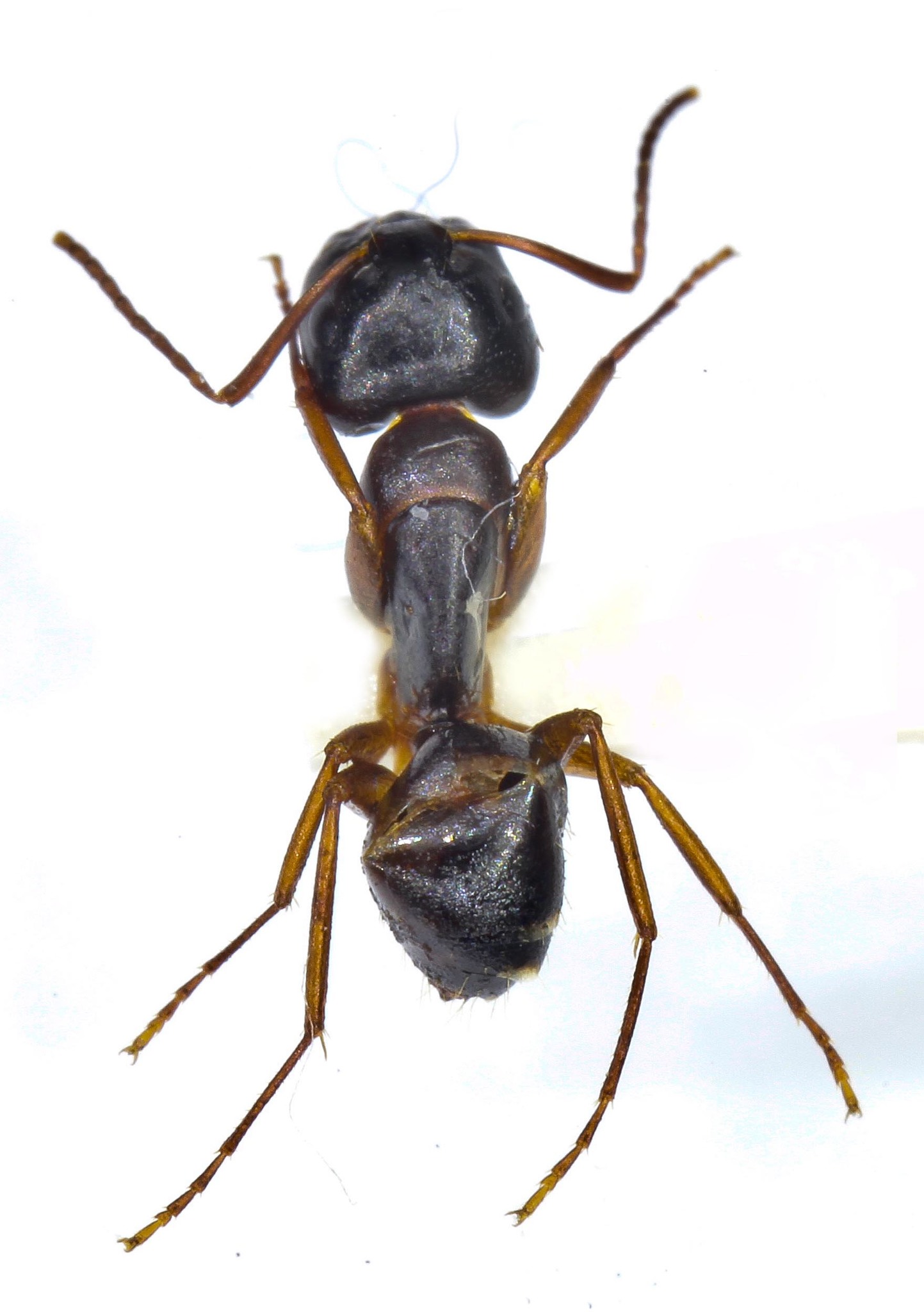 Camponotus fallax