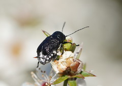 Aporocera scabrosa