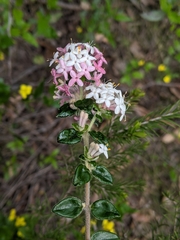 Pimelea cinerea