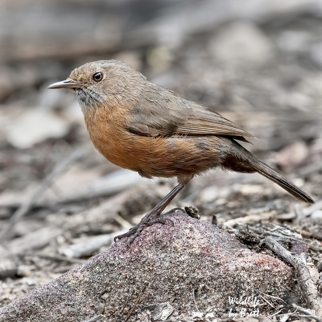 Rockwarbler photo
