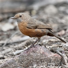 Rockwarbler photo 1