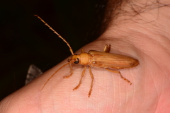 Atylostagma politum