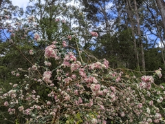 Pimelea cinerea