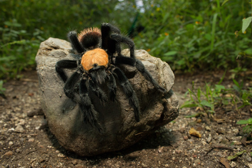 Golden Redrump Tarantula