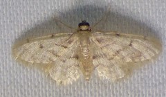 Idaea bonifata