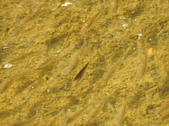 Planiliza