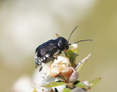 Aporocera scabrosa