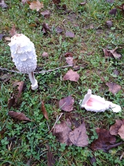 Coprinus comatus