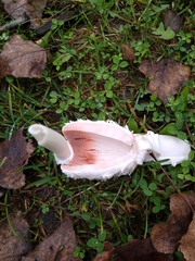 Coprinus comatus