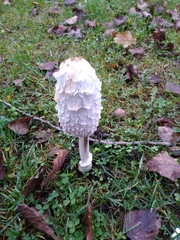 Coprinus comatus