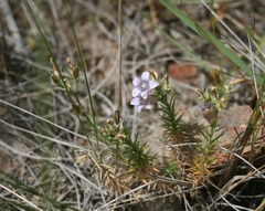 Wahlenbergia oxyphylla