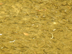 Planiliza